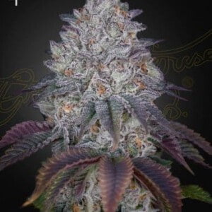 Green House Seeds Kings Tart Feminized Cannabis Seeds Annibale Seedshop