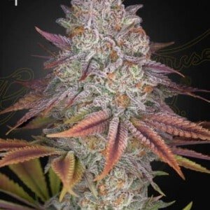 Green House Seeds Pulp Friction Feminized Cannabis Seeds Annibale Seedshop