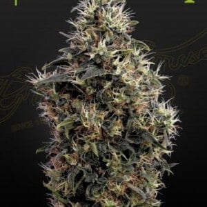 Green House Seeds Sweet Mango Auto Feminized Cannabis Seeds Annibale Seedshop