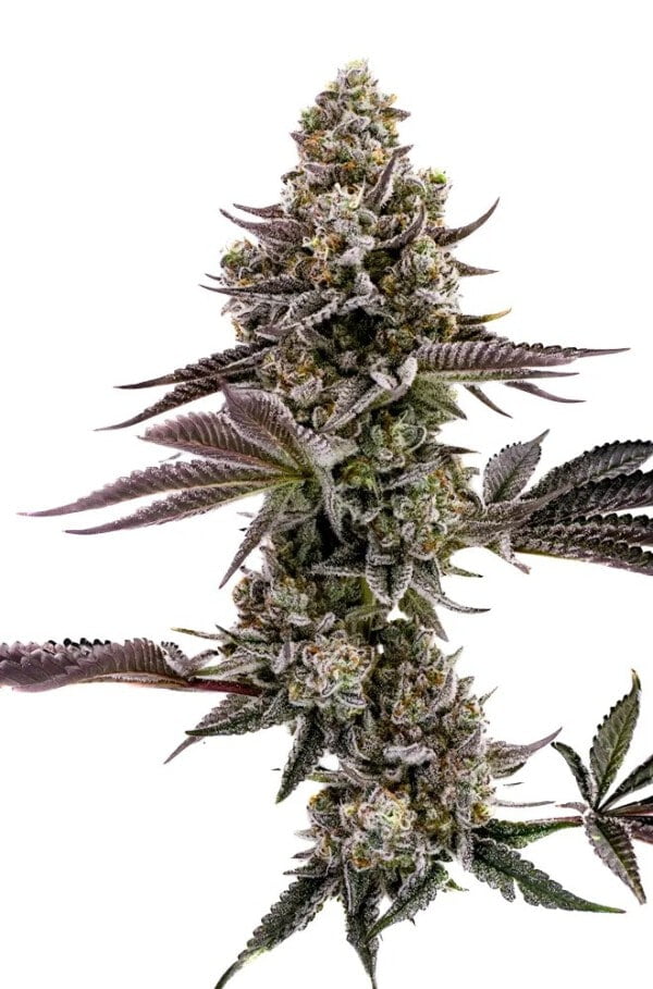 Humboldt Seed Company Blueberry Cupcake Feminized Cannabis Seeds Annibale Seedshop