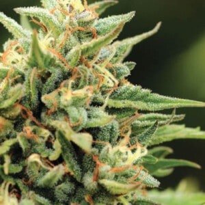 Cali Sour Diesel Femminizzata di Humboldt Seeds Company è un ibrido F4 a predominanza indica che è stato creato incrociando Original Sour Diesel con Headband.