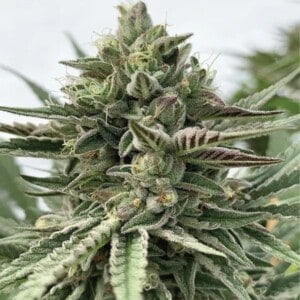 Humboldt Seed Company Humboldt Pound Cake Feminized Cannabis Seeds Annibale Seedshop 1