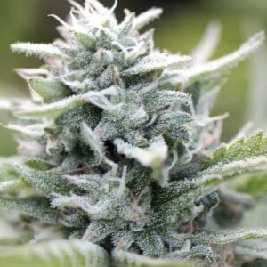 Humboldt Seed Company Magic Melon Autoflowering Feminized Cannabis Seeds Annibale Seedshop