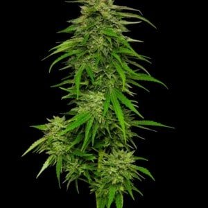 Humboldt Seed Company Mango Sherbert Feminized Cannabis Seeds Annibale Seedshop