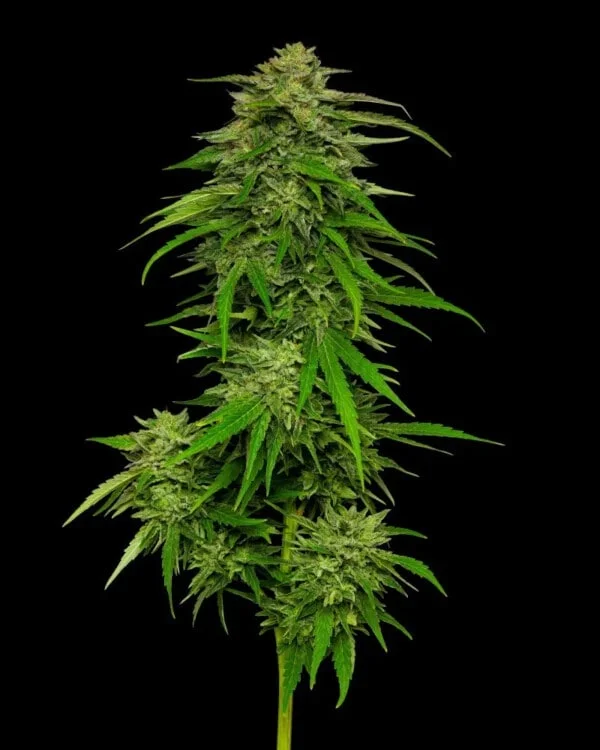 Humboldt Seed Company Mango Sherbert Feminized Cannabis Seeds Annibale Seedshop