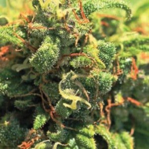 Humboldt Seed Company Pineapple Upside Down Cake Feminized Cannabis Seeds Annibale Seedshop 1