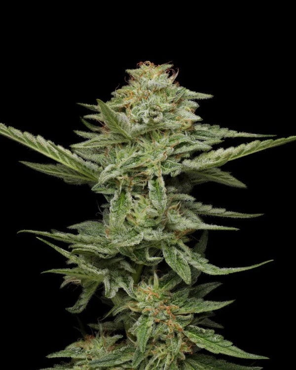 Humboldt-Seed-Company-Pistachio-Feminized-Cannabis-Seeds-Annibale-Seedshop-2