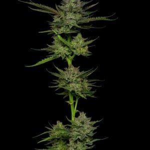 Humboldt Seed Company Sour Apple Autoflowering Feminized Cannabis Seeds Annibale Seedshop 1