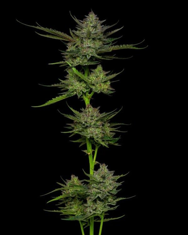 Humboldt Seed Company Sour Apple Autoflowering Feminized Cannabis Seeds Annibale Seedshop 1