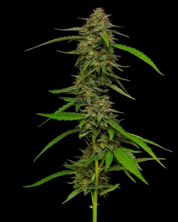 Humboldt Seed Company Strawberry Cheesecake Feminized Cannabis Seeds Annibale Seedshop