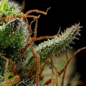 Humboldt Seed Company Strawberry Cheesecake Feminized Cannabis Seeds Annibale Seedshop 1