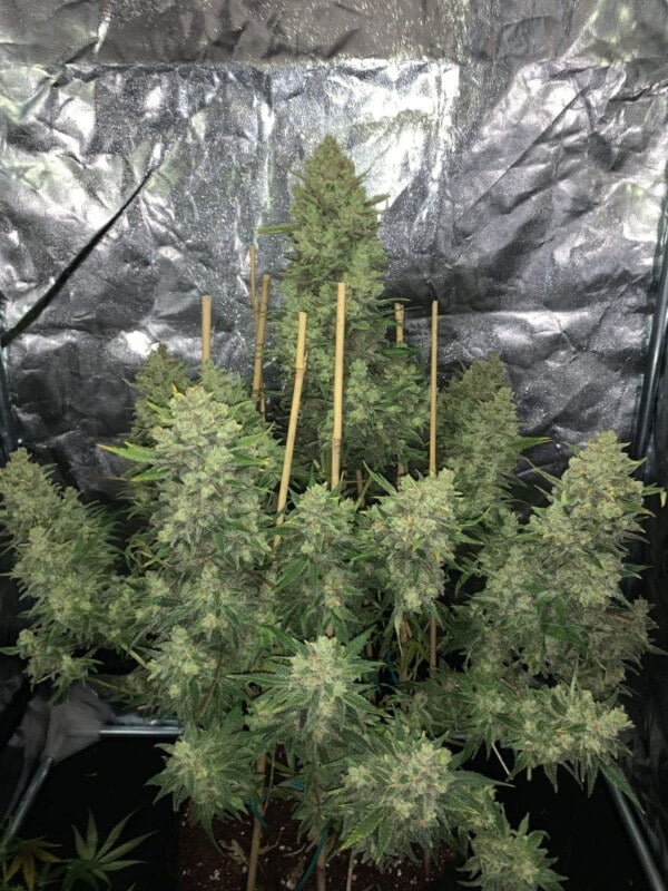 OG Kush Auto Fast Buds 420 3