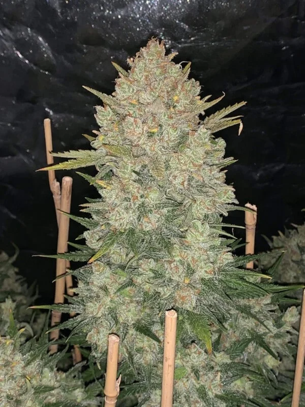 OG Kush Autofiorente - Fast Buds 420 - immagine 6