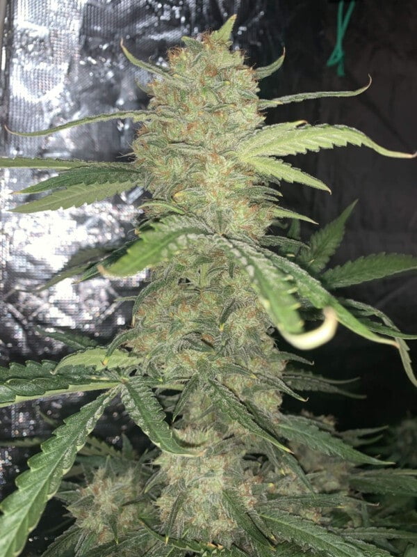 OG Kush Auto Fast Buds 420 5