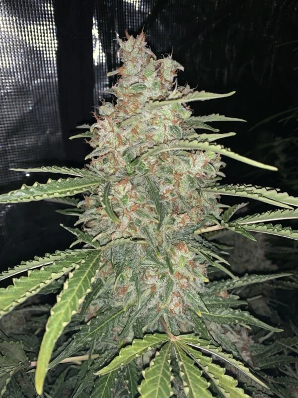 OG Kush Autofiorente - Fast Buds 420 - immagine 4