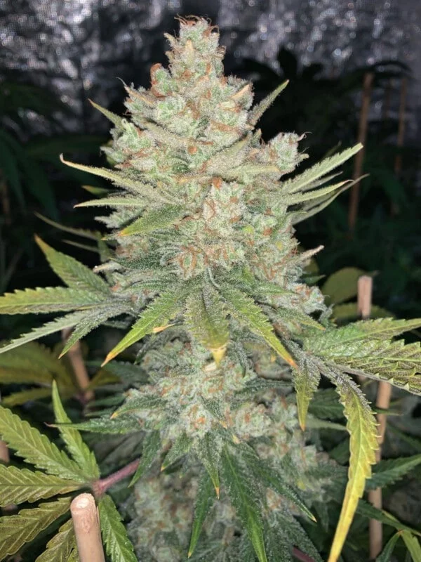 OG Kush Autofiorente - Fast Buds 420 - immagine 3