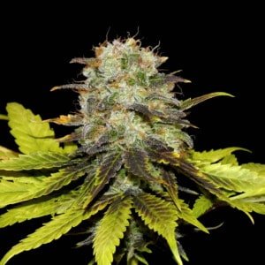 Persian Prince Feminized Khalifa Genetics Annibale Seedshop