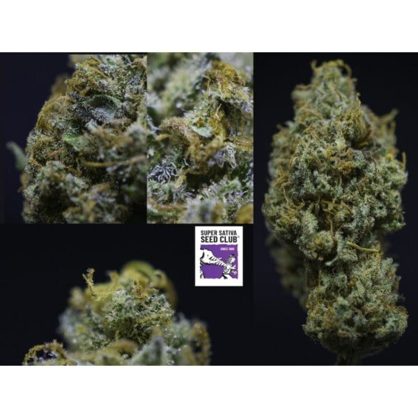 Super Sativa Club Golden Apple Haze Regular Cannabis Seeds Annibale Seedshop 1