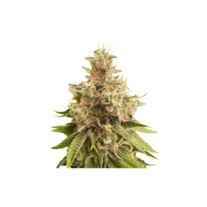 Super Sativa Club Golden Apple Haze Regular Cannabis Seeds Annibale Seedshop (2)