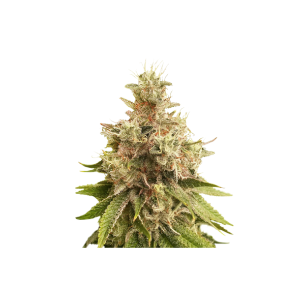 Super Sativa Club Golden Apple Haze Regular Cannabis Seeds Annibale Seedshop (2)
