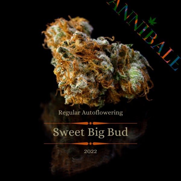 Sweet Big Bud auto regular - Annibale Genetics