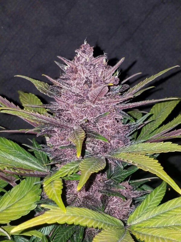 Blackberry Auto Fast Buds 420 3