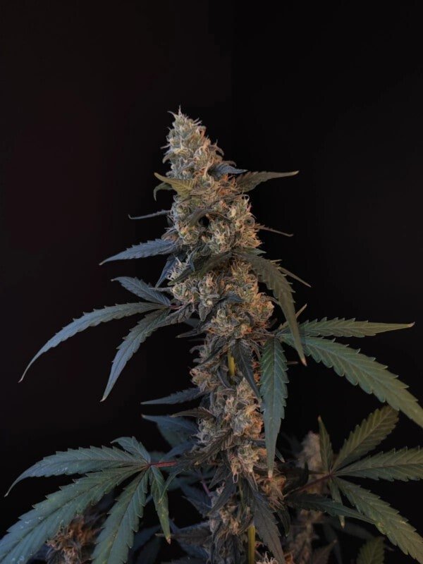 Bubblegum Auto Fast Buds 420 1