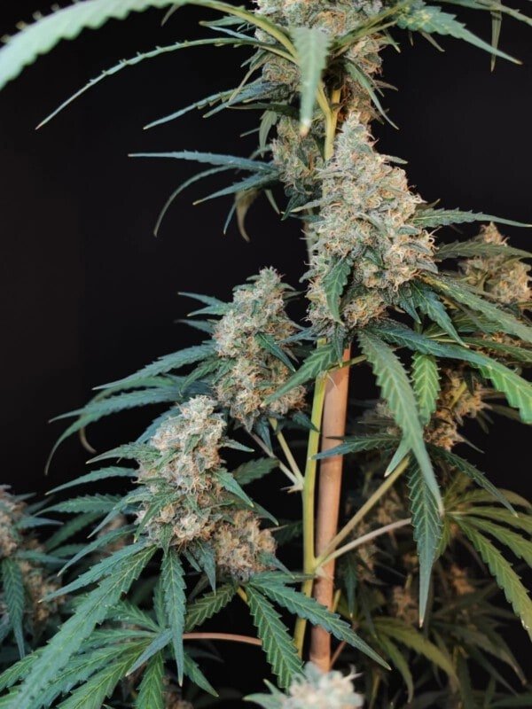 Cheese Auto Fast Buds 420 1