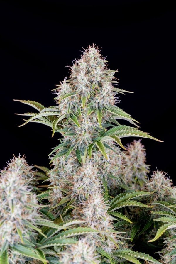 Cinderella Auto Fast Buds 420 1