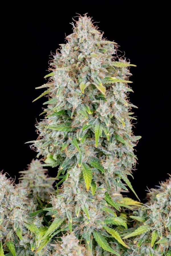 Cinderella Auto Fast Buds 420 2