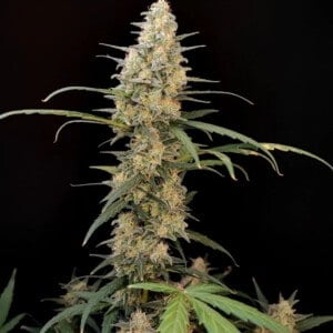 Critical Auto Fast Buds 420 1