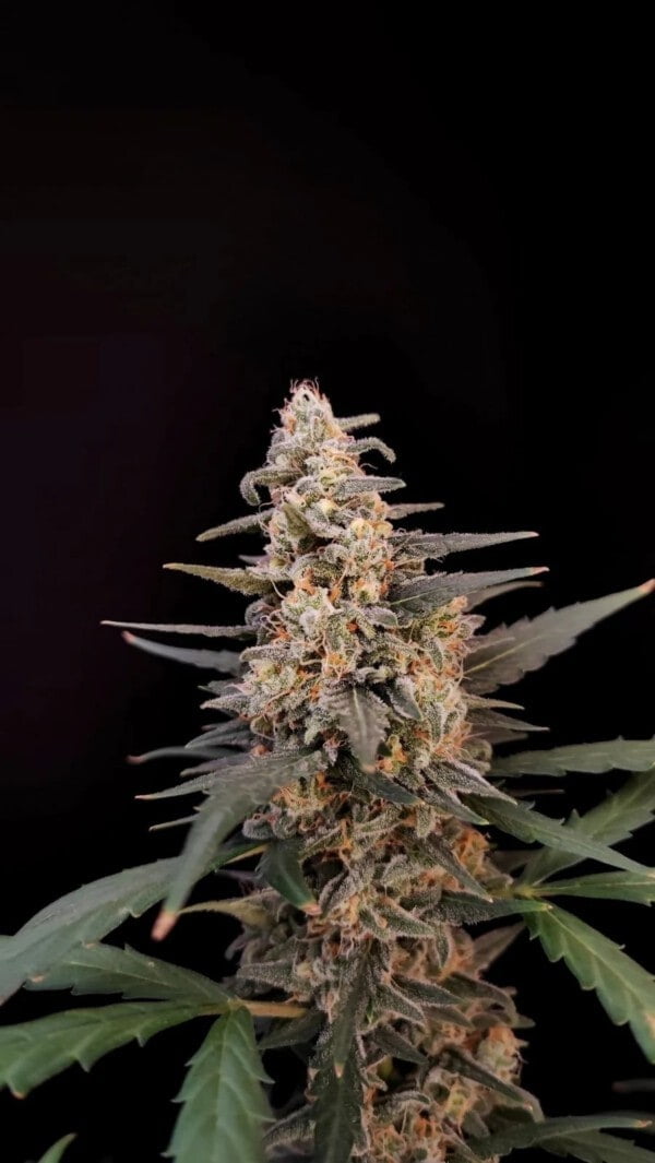 Critical Auto Fast Buds 420 2