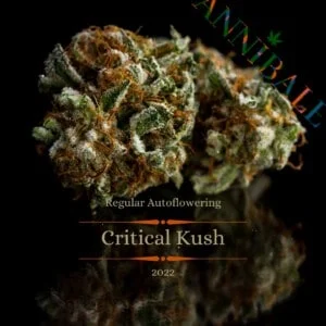 Critical Kush Auto Regular Annibale Genetics