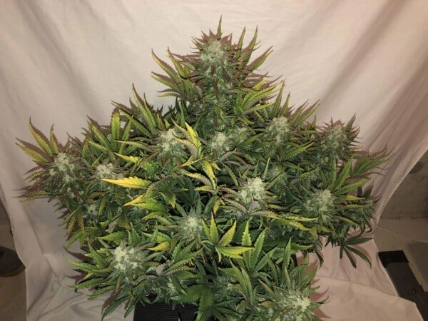 Gorilla Glue Auto Fast Buds 420 2