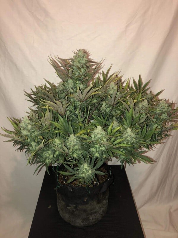 Gorilla Glue Auto Fast Buds 420 3