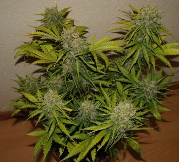 Grapefruit Auto Fast Buds 420