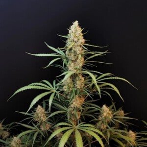 jack herer auto fast buds 420 1