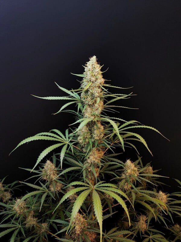 jack herer auto fast buds 420 1