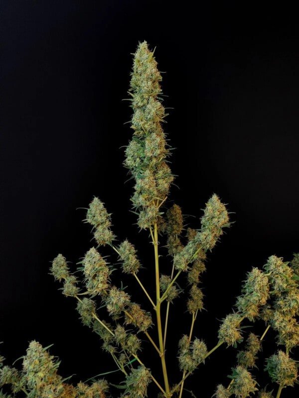 Jack Herer Autofiorente - Fast Buds 420 - immagine 5