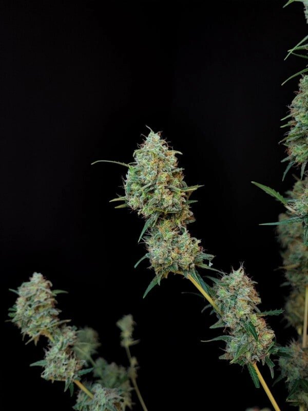 Jack Herer Autofiorente - Fast Buds 420 - immagine 4