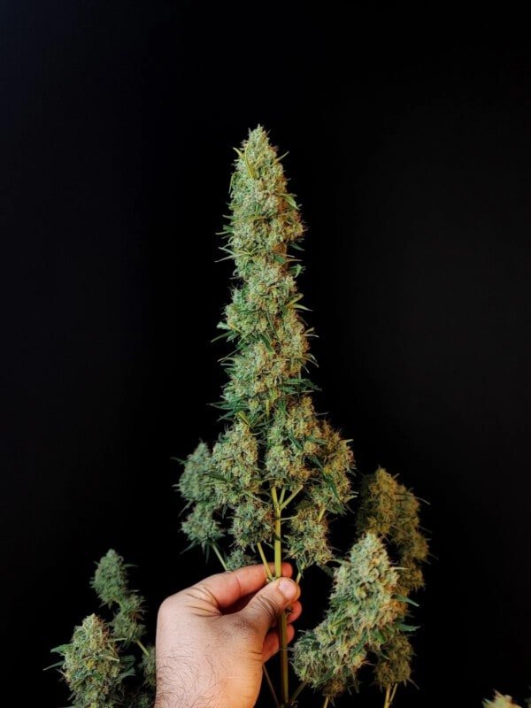 Jack Herer Autofiorente - Fast Buds 420 - immagine 3