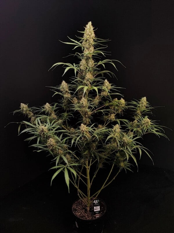 Jack Herer Autofiorente - Fast Buds 420 - immagine 2