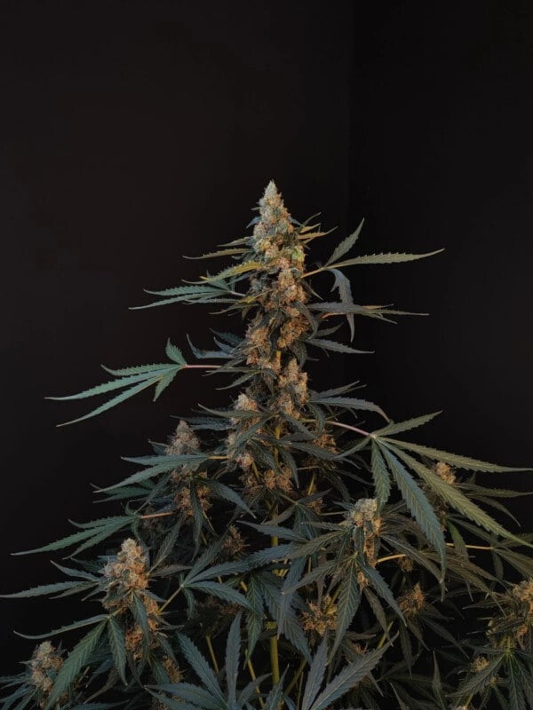 northern lights auto fast buds 420 1