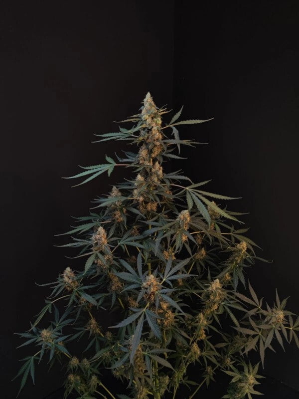 Northern Lights Auto Fast Buds 420