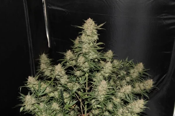 OG Kush Autofiorente - Fast Buds 420 - immagine 2