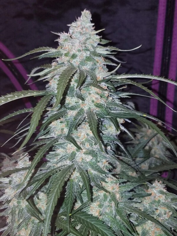 Pineapple Express Auto Fast Buds 420 2