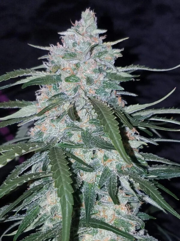 Pineapple Express Auto Fast Buds 420 3
