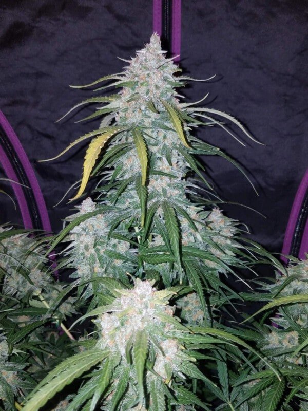Pineapple Express Auto Fast Buds 420 4