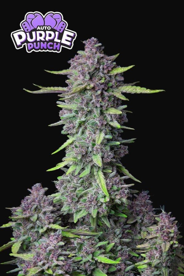 Purple Punch Auto Fast Buds 420 7