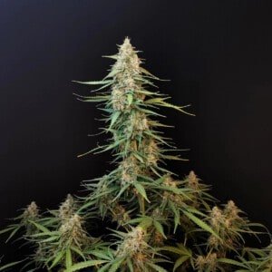 Sour Diesel Auto Fast Buds 420 1